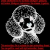 Stickdatei Pudel  Hund Darsy Sofortdownload Lunachild