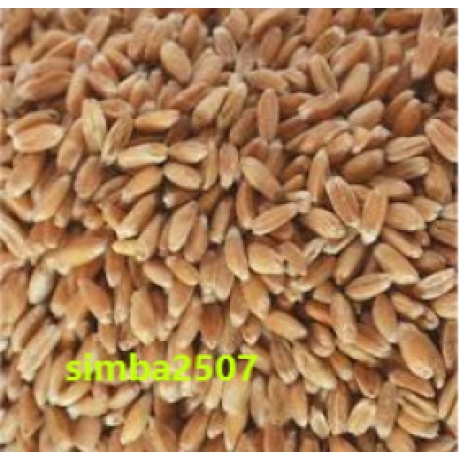 Wärmekissen 7 Kammer Dinkel 60 x 15 cm Vischy Karo rot weiß