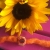 Dreadperle Sonnenblume 10