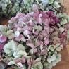 Hortensien Kranz Deko Herbst Tischkranz Wandkranz Trockenblumen