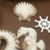 Seepferdchen maritime Deko Edel weiß Goldfarben mit Anhang 