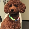 Glänzende Perlenkette für Hunde in Regenbogenfarben: Halskette