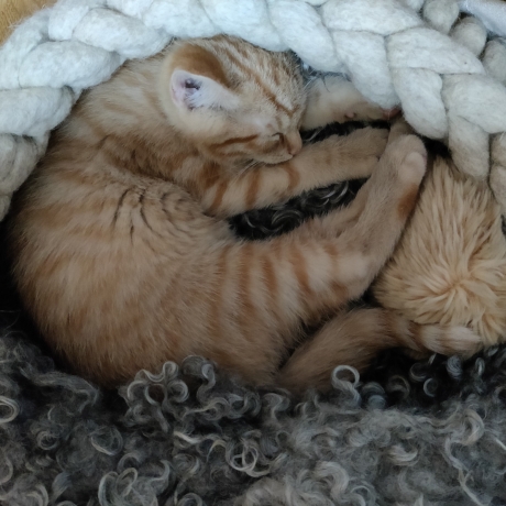 Katzenbett Korb aus Schafwolle Wollweiß