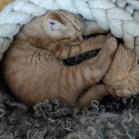 Katzenbett Korb aus Schafwolle gestrickt gefilzt Greige