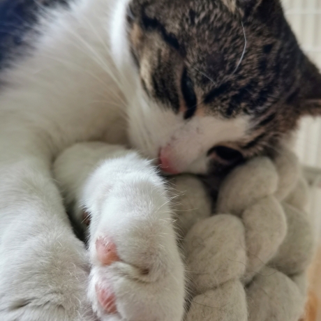 Katzenbett Korb aus Schafwolle Warmes Grau