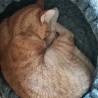 Katzenbett Korb aus Schafwolle gestrickt gefilzt Greige