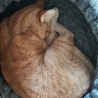 Katzenbett Korb aus Schafwolle Warmes Grau