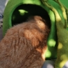 Katzenhöhle aus Schafwolle in Erbsengrün Catcave