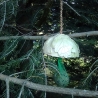 ceramic tit ball holder oak leaves