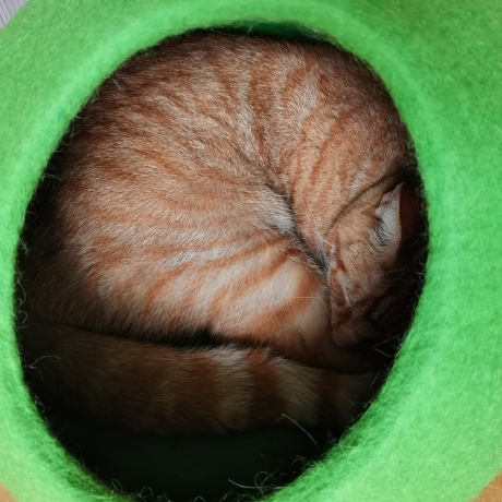 Katzenhöhle aus Schafwolle in Erbsengrün Catcave