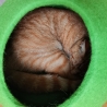 Katzenhöhle aus Schafwolle in Erbsengrün Catcave