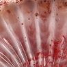 Handgemachte Seifenschale aus Epoxidharz – Muschel mit Glitzer