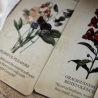 Pflanzen Blumen Orakel Orakelkarten Karten Kartendeck 44 Karten