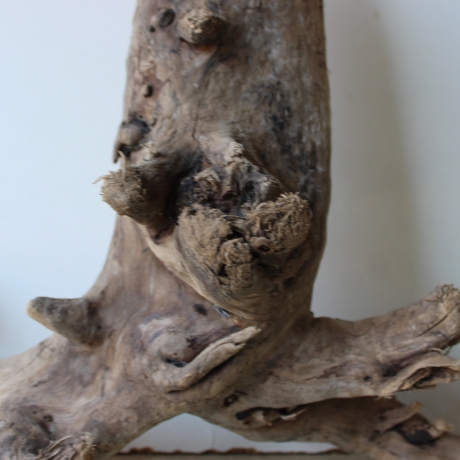 Treibholz Schwemmholz Driftwood 1  Wurzel  Terrarium 40 cm 