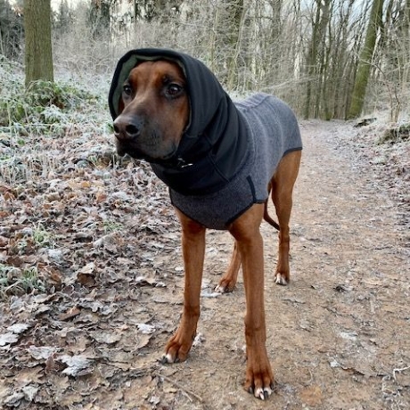 Hundeloop für Ridgeback, wasser- und windabweisend extra lang