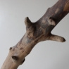 Treibholz Schwemmholz Driftwood 1 MEGA  Ast  Garderobe 125 cm 