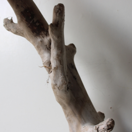 Treibholz Schwemmholz Driftwood 1 MEGA  Ast  Garderobe 125 cm 
