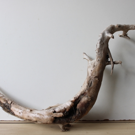 Treibholz Schwemmholz Driftwood 1 XXL  Wurzel  Terrarium 50 cm 