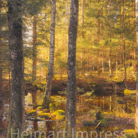 Fotografie Moor Wald - FineArt Druck