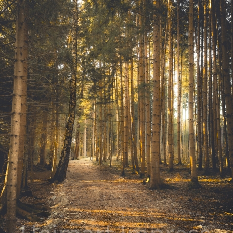  Neu! Fotografie ZEN-Wald als Poster Druck