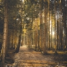  Neu! Fotografie ZEN-Wald als Poster Druck