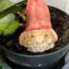 ceramic flower plug dwarf