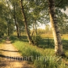 Fotografie Birken Allee - FineArt Druck