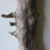 Treibholz Schwemmholz Driftwood 1 XL Stamm  Terrarium 79 cm 