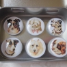 6er Set Cabochon Magnete Hunde Dalmatiner Chiens