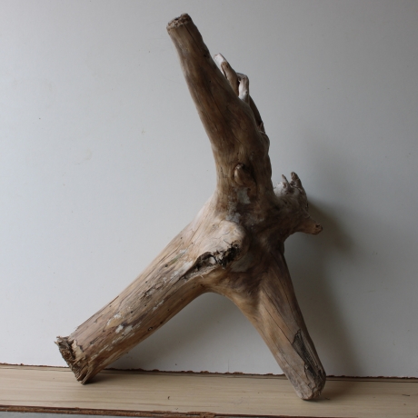Treibholz Schwemmholz Driftwood 1 XXL Wurzel  Terrarium 56 cm 