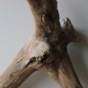 Treibholz Schwemmholz Driftwood 1 XXL Wurzel  Terrarium 56 cm 