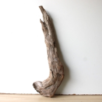 Treibholz Schwemmholz Driftwood 1 XL  Skulptur  71 cm 