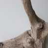 Treibholz Schwemmholz Driftwood 1  Wurzel  Terrarium 33 cm hoch