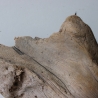 Treibholz Schwemmholz Driftwood 1   Skulptur  17 cm hoch