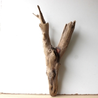 Treibholz Schwemmholz Driftwood 1 XL Wurzel  Terrarium 72 cm 