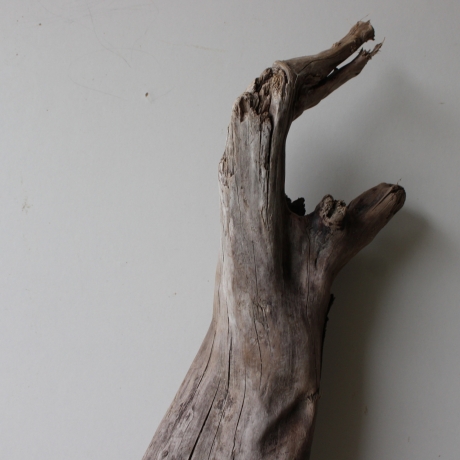 Treibholz Schwemmholz Driftwood 1 XL  Skulptur  63 cm 