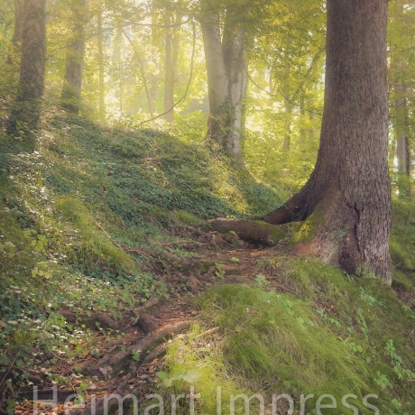 Fotografie Nebel Wald - FineArt Druck