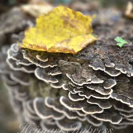 Fotografie Pilz FineArtDruck