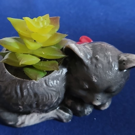 Katze grau aus Raysin