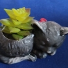 Katze grau aus Raysin