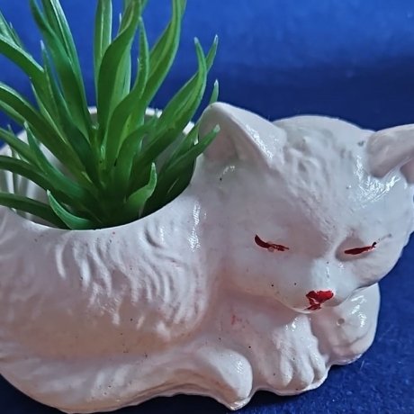 Katze weiß aus Raysin