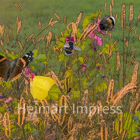 Bild Blümchenwiese - Kunstdruck