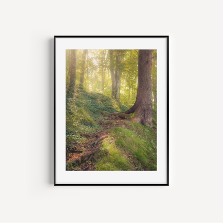 Fotografie Nebel Wald - FineArt Druck