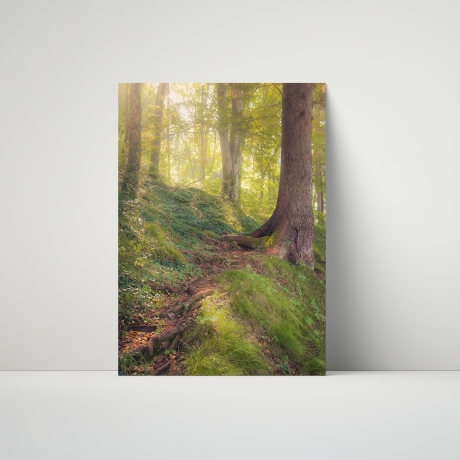Fotografie Nebel Wald - FineArt Druck