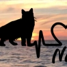 Aufkleber Herzlinie Heartbeat Katze Norwegische Waldkatze