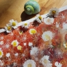 Aquarell ~ Blumen sind die Sterne der Erde