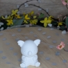 Koala-Bär