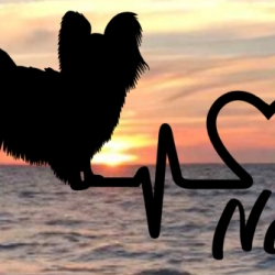 Aufkleber Herzlinie Heartbeat Hund Papillon