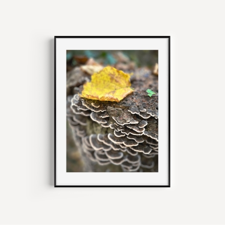Fotografie Pilz FineArtDruck
