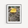 Fotografie Pilz FineArtDruck